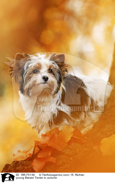 junger Biewer Terrier im Herbst / young Biewer Terrier in autumn / RR-75136