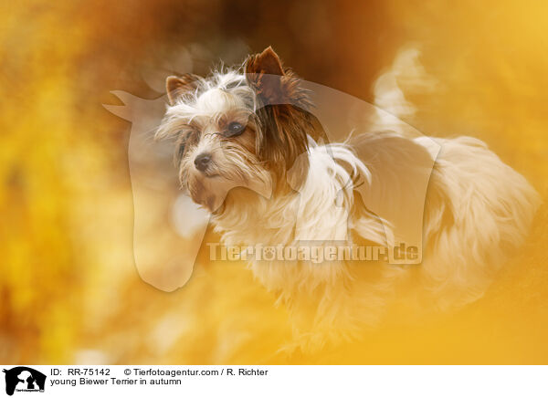junger Biewer Terrier im Herbst / young Biewer Terrier in autumn / RR-75142