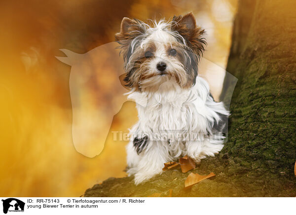 junger Biewer Terrier im Herbst / young Biewer Terrier in autumn / RR-75143