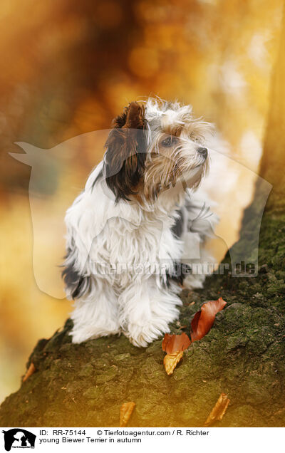junger Biewer Terrier im Herbst / young Biewer Terrier in autumn / RR-75144