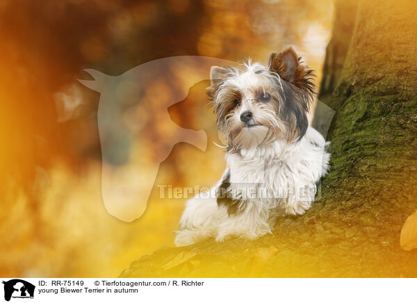 junger Biewer Terrier im Herbst / young Biewer Terrier in autumn / RR-75149