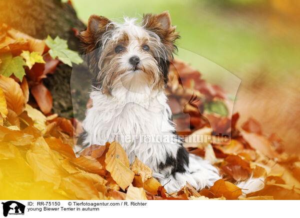 junger Biewer Terrier im Herbst / young Biewer Terrier in autumn / RR-75150