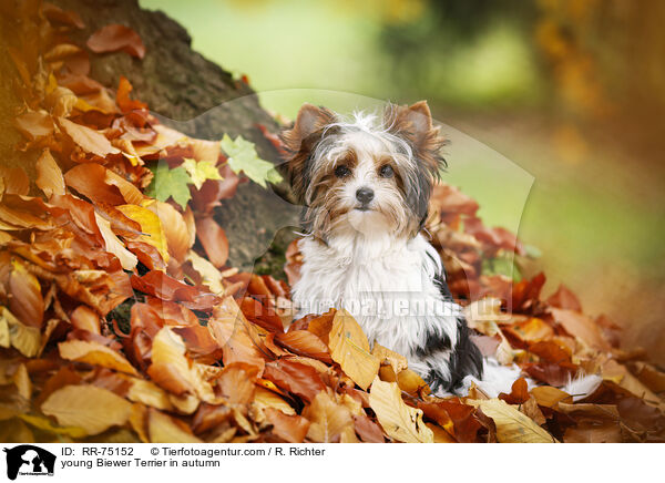 junger Biewer Terrier im Herbst / young Biewer Terrier in autumn / RR-75152