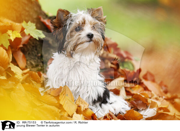 junger Biewer Terrier im Herbst / young Biewer Terrier in autumn / RR-75153