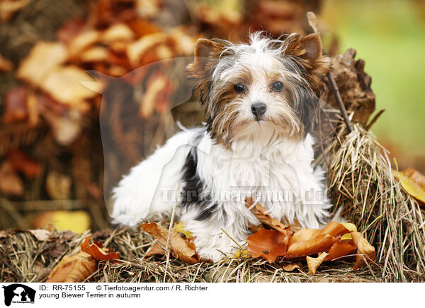 junger Biewer Terrier im Herbst / young Biewer Terrier in autumn / RR-75155