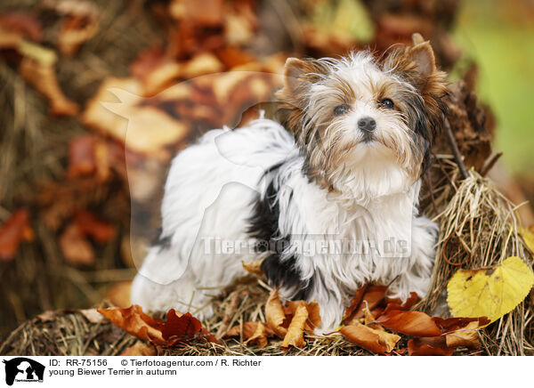 junger Biewer Terrier im Herbst / young Biewer Terrier in autumn / RR-75156