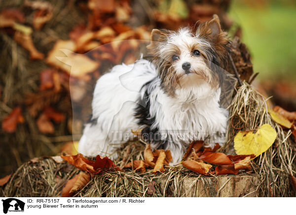 junger Biewer Terrier im Herbst / young Biewer Terrier in autumn / RR-75157