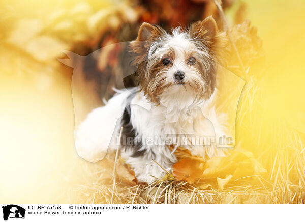 junger Biewer Terrier im Herbst / young Biewer Terrier in autumn / RR-75158