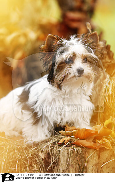 junger Biewer Terrier im Herbst / young Biewer Terrier in autumn / RR-75161