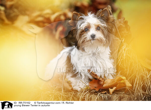 junger Biewer Terrier im Herbst / young Biewer Terrier in autumn / RR-75162