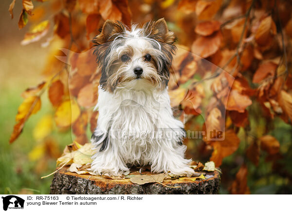 junger Biewer Terrier im Herbst / young Biewer Terrier in autumn / RR-75163