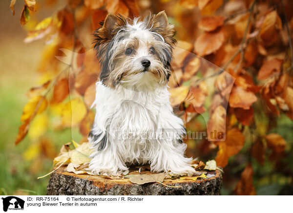 junger Biewer Terrier im Herbst / young Biewer Terrier in autumn / RR-75164