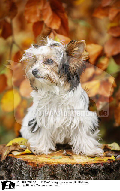 junger Biewer Terrier im Herbst / young Biewer Terrier in autumn / RR-75165