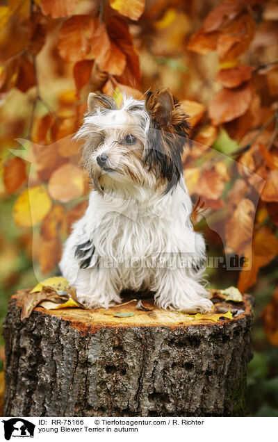 junger Biewer Terrier im Herbst / young Biewer Terrier in autumn / RR-75166