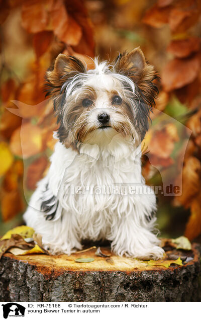 junger Biewer Terrier im Herbst / young Biewer Terrier in autumn / RR-75168