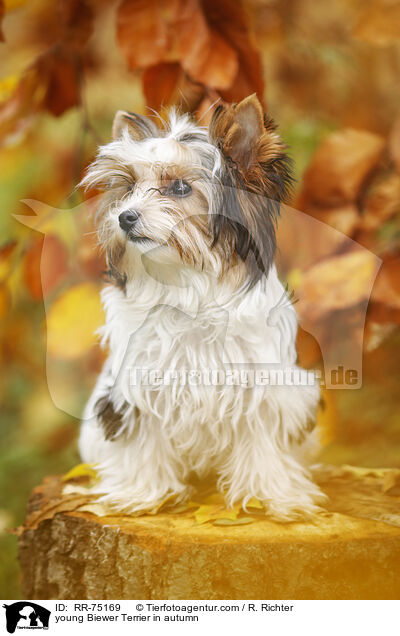 junger Biewer Terrier im Herbst / young Biewer Terrier in autumn / RR-75169