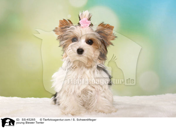 young Biewer Terrier / SS-45265