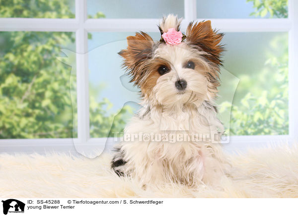 young Biewer Terrier / SS-45288