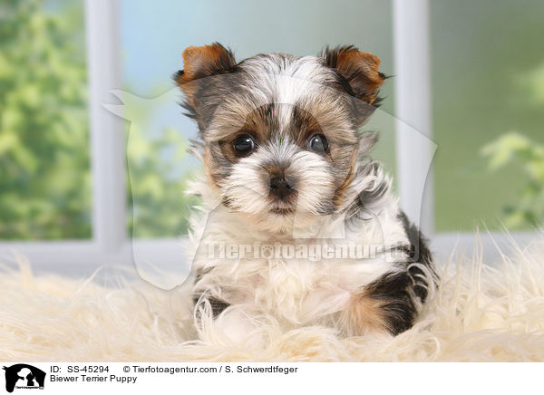 Biewer Terrier Welpe / Biewer Terrier Puppy / SS-45294