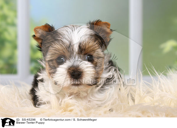 Biewer Terrier Puppy / SS-45296