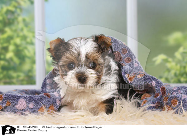 Biewer Terrier Welpe / Biewer Terrier Puppy / SS-45298