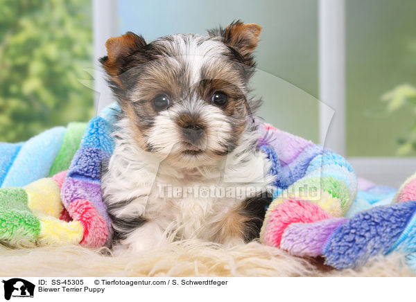 Biewer Terrier Puppy / SS-45305