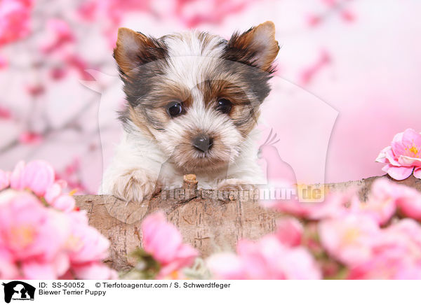 Biewer Terrier Puppy / SS-50052