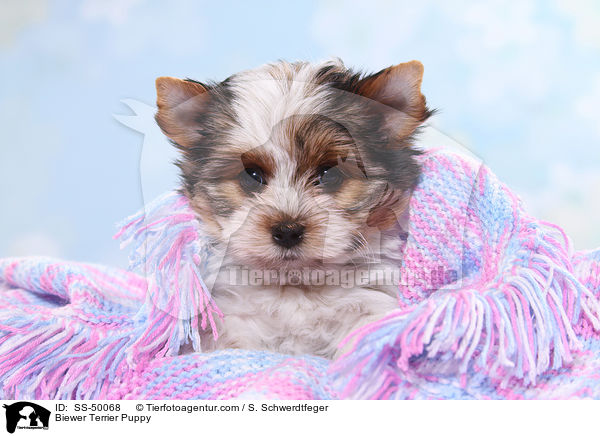 Biewer Terrier Puppy / SS-50068