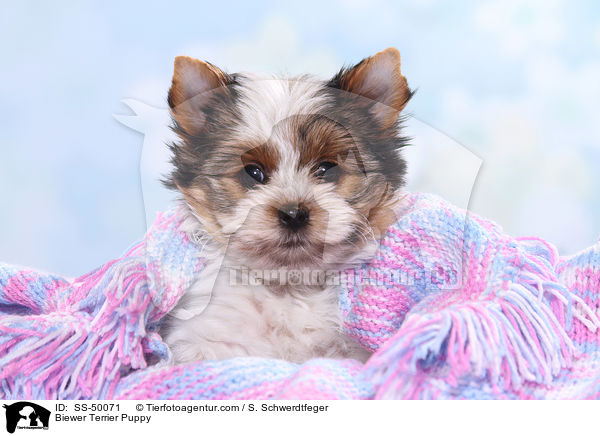 Biewer Terrier Puppy / SS-50071