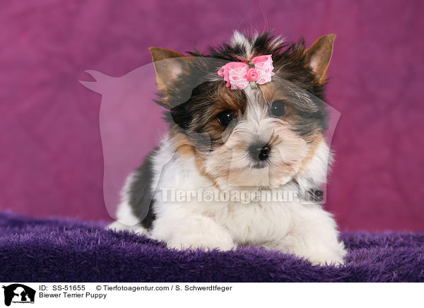 Biewer Terrier Puppy / SS-51655
