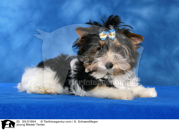 young Biewer Terrier / SS-51664