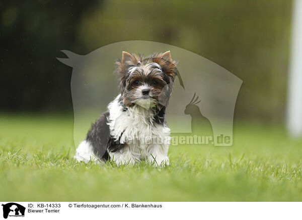 Biewer Terrier / Biewer Terrier / KB-14333