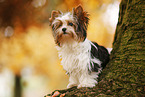young Biewer Terrier in autumn