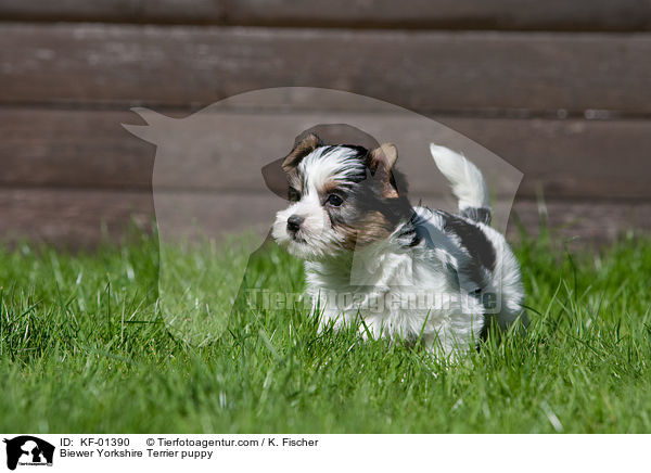 Biewer Yorkshire Terrier Welpe / Biewer Yorkshire Terrier puppy / KF-01390