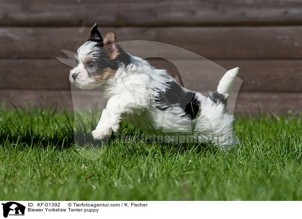 Biewer Yorkshire Terrier Welpe / Biewer Yorkshire Terrier puppy / KF-01392