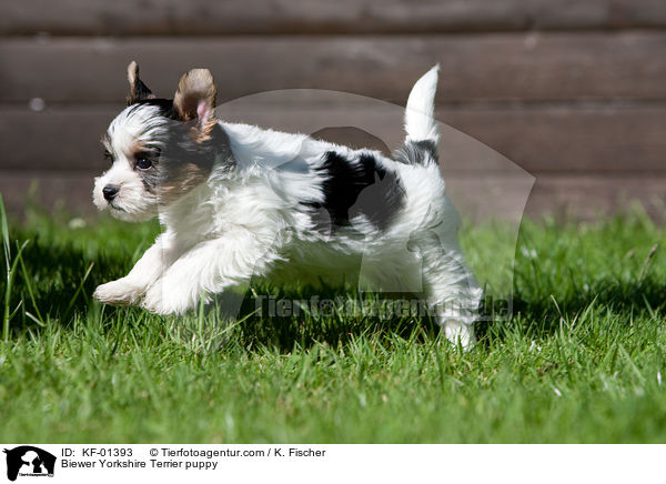 Biewer Yorkshire Terrier Welpe / Biewer Yorkshire Terrier puppy / KF-01393
