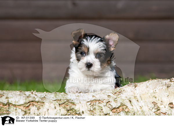 Biewer Yorkshire Terrier puppy / KF-01399