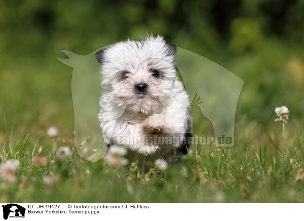 Biewer Yorkshire Terrier Welpe / Biewer Yorkshire Terrier puppy / JH-19427