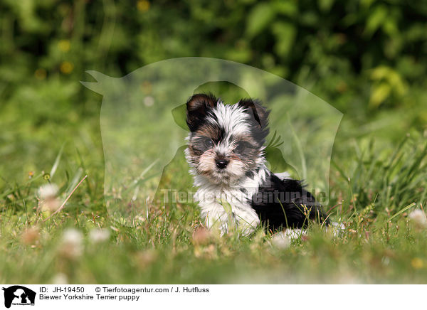 Biewer Yorkshire Terrier Welpe / Biewer Yorkshire Terrier puppy / JH-19450