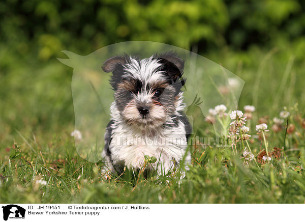 Biewer Yorkshire Terrier Welpe / Biewer Yorkshire Terrier puppy / JH-19451