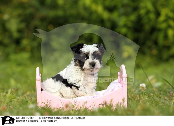 Biewer Yorkshire Terrier Welpe / Biewer Yorkshire Terrier puppy / JH-19454