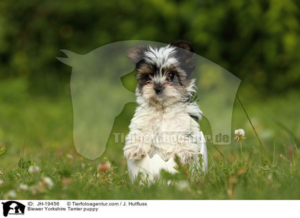 Biewer Yorkshire Terrier Welpe / Biewer Yorkshire Terrier puppy / JH-19456
