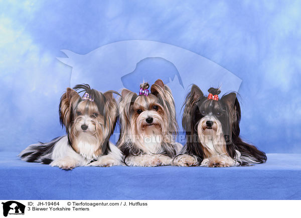 3 Biewer Yorkshire Terrier / 3 Biewer Yorkshire Terriers / JH-19464
