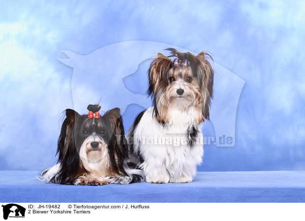 2 Biewer Yorkshire Terrier / 2 Biewer Yorkshire Terriers / JH-19482