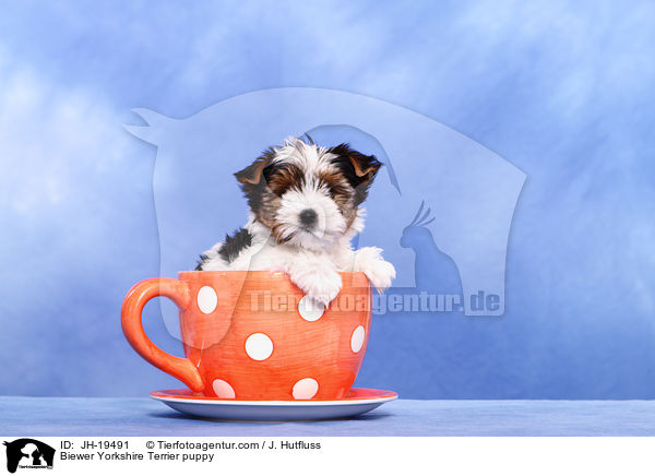 Biewer Yorkshire Terrier Welpe / Biewer Yorkshire Terrier puppy / JH-19491