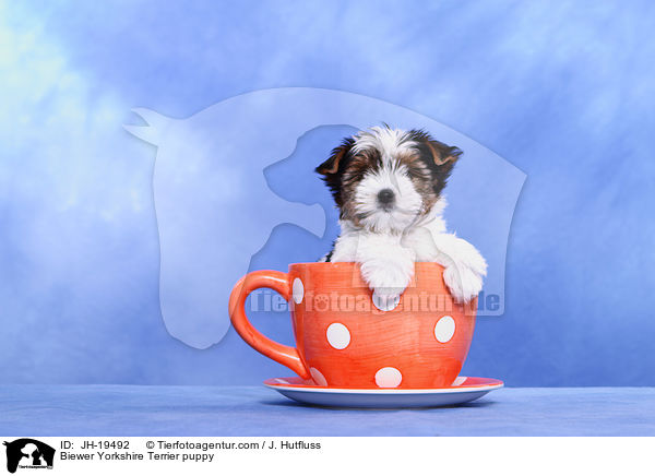 Biewer Yorkshire Terrier Welpe / Biewer Yorkshire Terrier puppy / JH-19492
