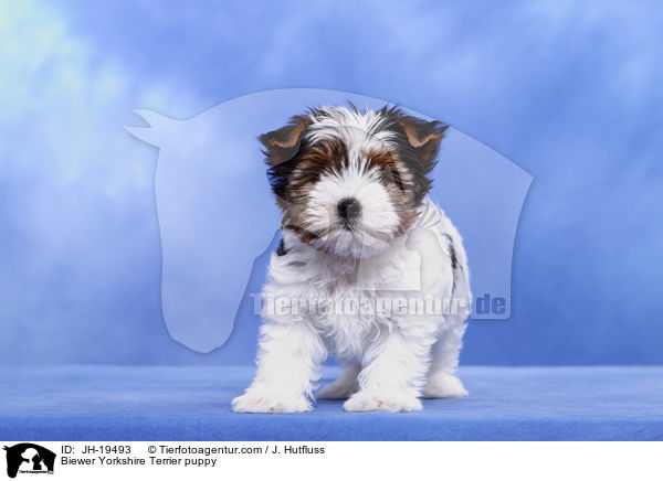 Biewer Yorkshire Terrier Welpe / Biewer Yorkshire Terrier puppy / JH-19493