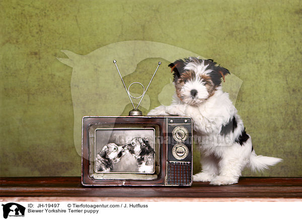 Biewer Yorkshire Terrier Welpe / Biewer Yorkshire Terrier puppy / JH-19497