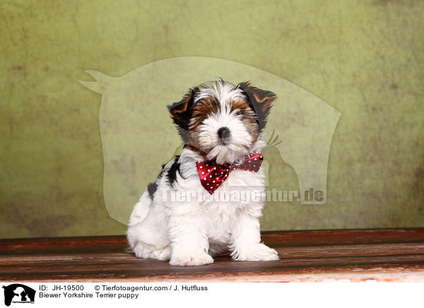 Biewer Yorkshire Terrier Welpe / Biewer Yorkshire Terrier puppy / JH-19500