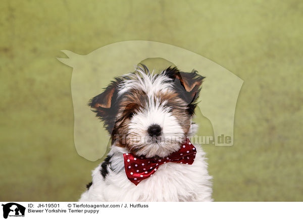 Biewer Yorkshire Terrier Welpe / Biewer Yorkshire Terrier puppy / JH-19501